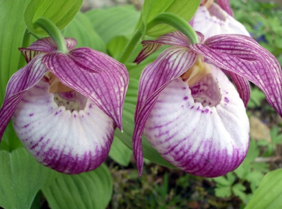 Цветы красной книги России