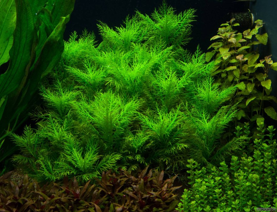 Валлиснерия гигантская тигровая