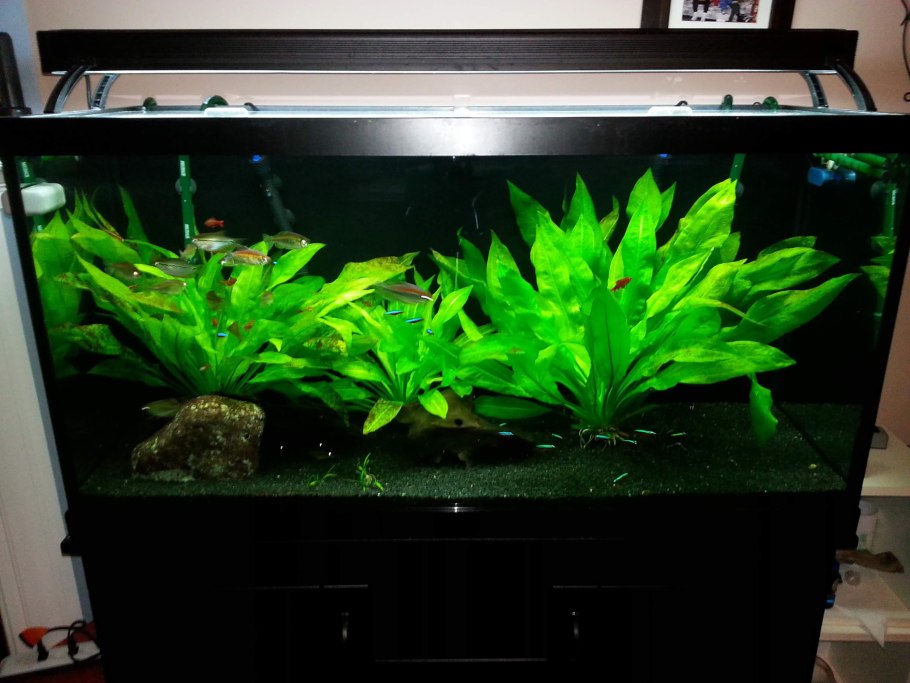 Нимфея тигровая