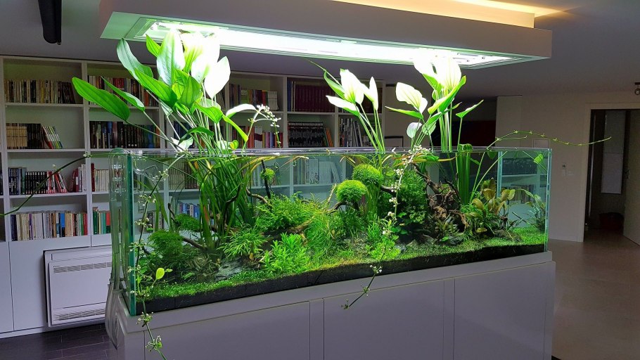 Климациум древовидный в аквариуме