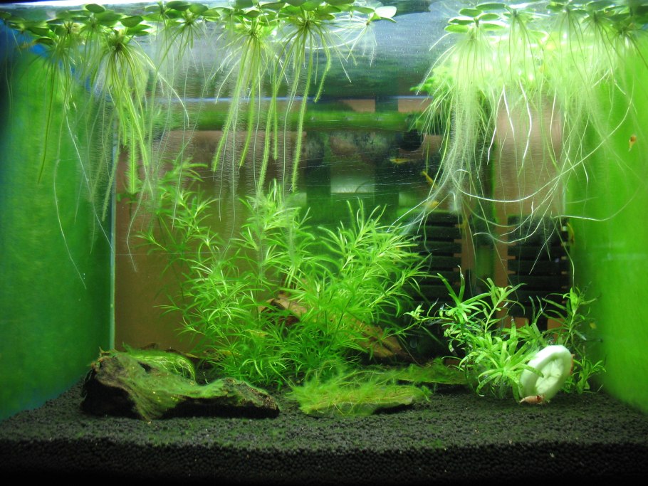 Криптокорина блестящая (Cryptocoryne lucens)