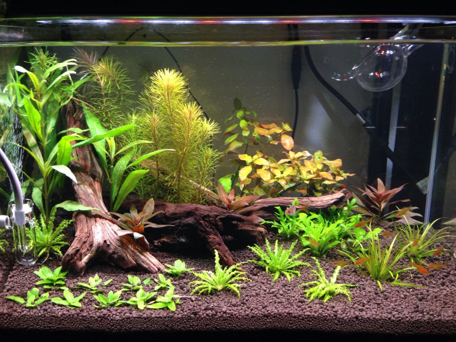 Хемиантус микрантемоидес пучок