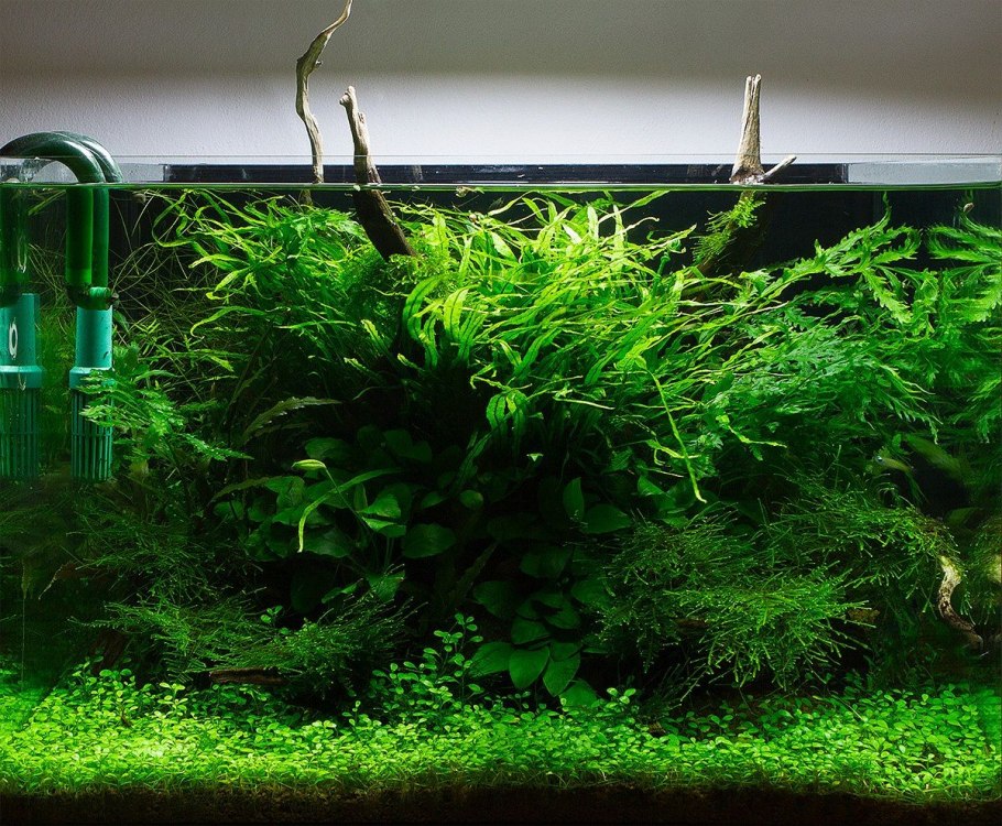 Хемиантус микрантемоидес стрижка