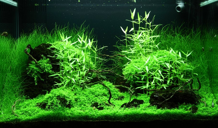 Валлиснерия спиралевидная