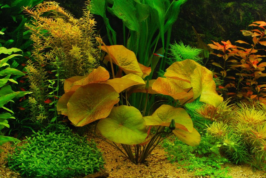 Наяс аквариумное