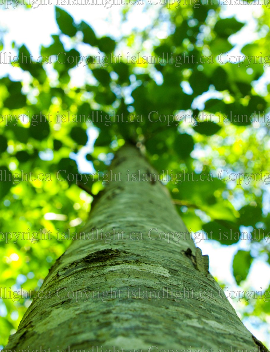 Ольха черная кора