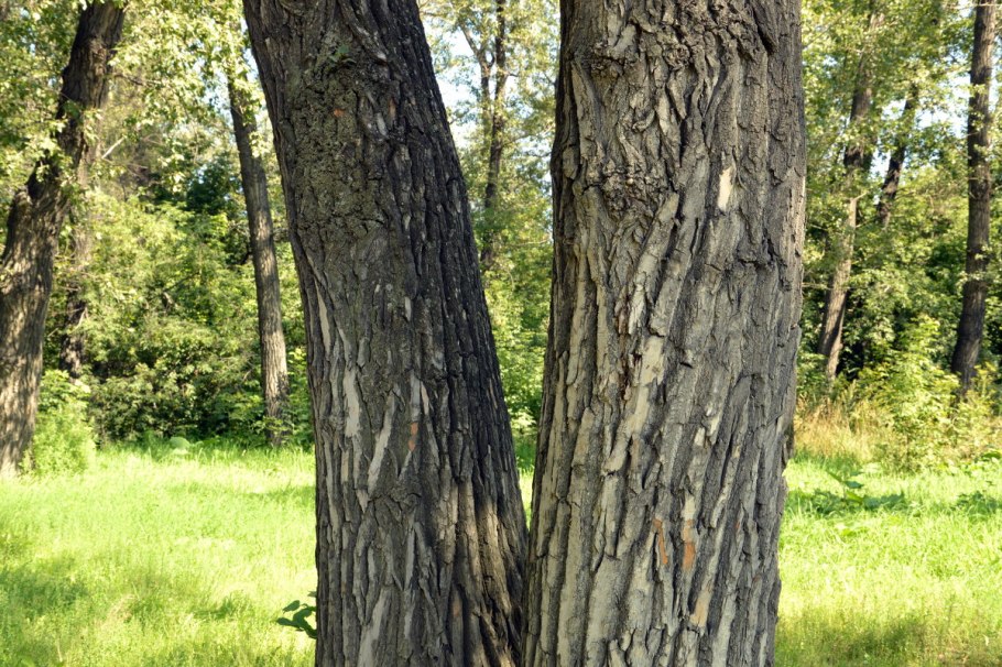 Тополь черный парк Новокузнецк Топольники