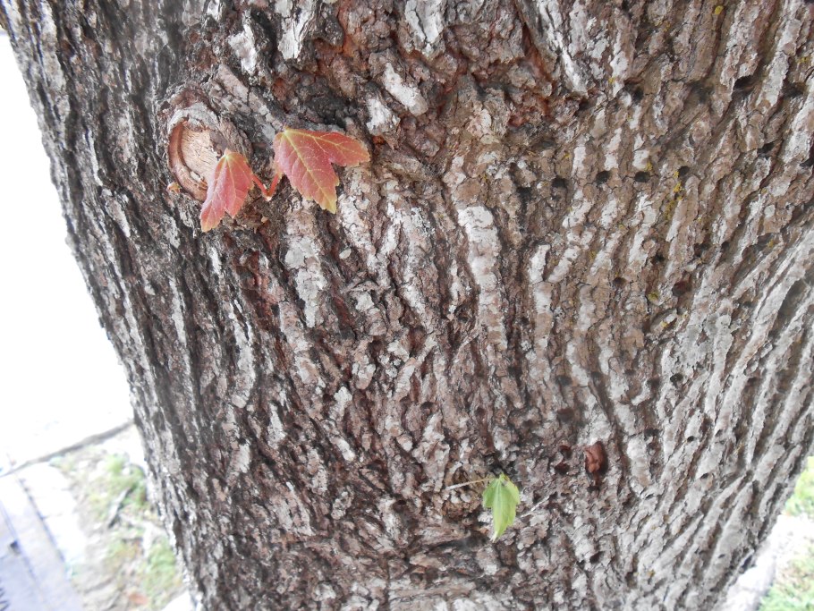 Ольха красная ствол