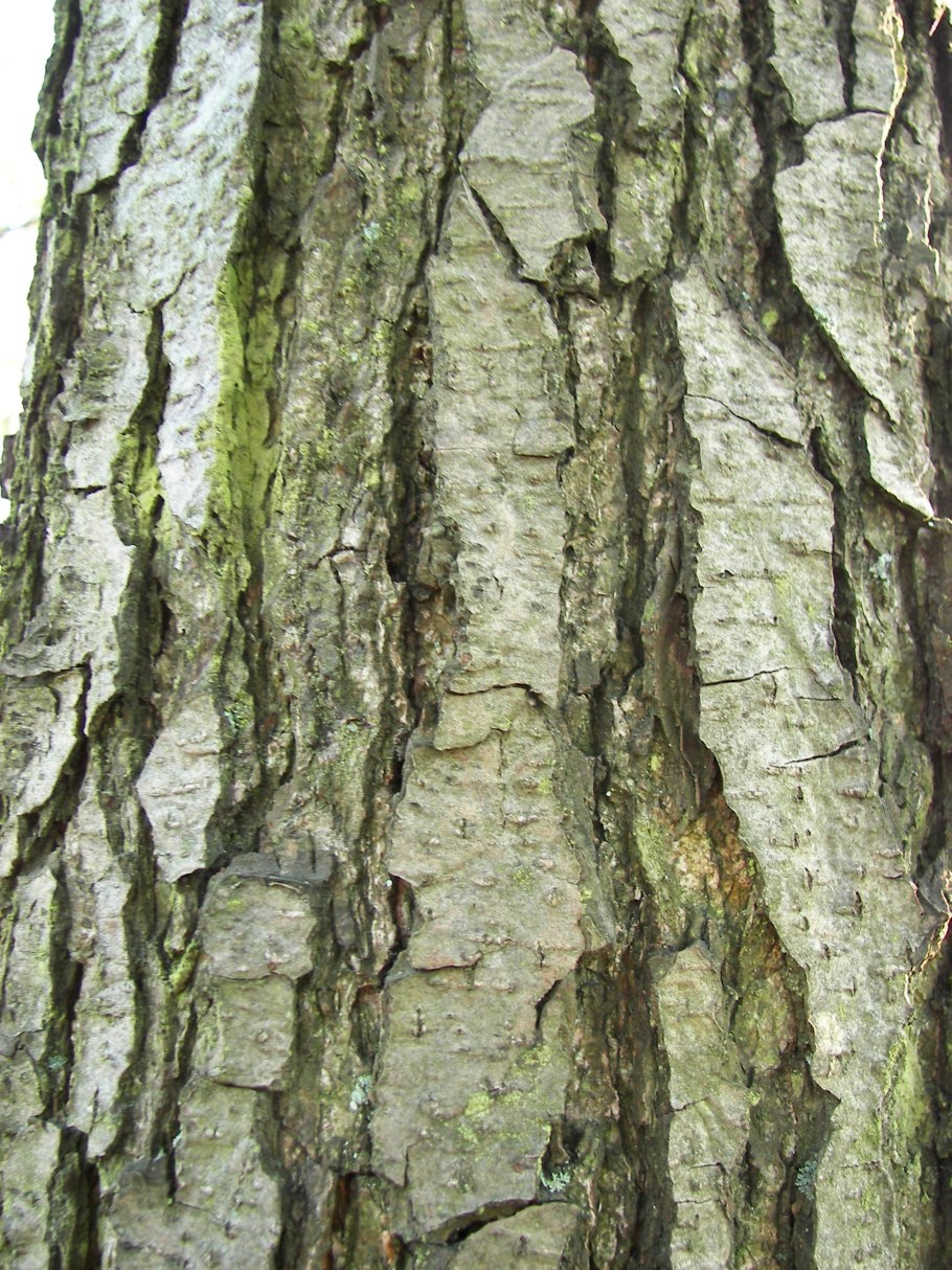 Ольха дерево кора