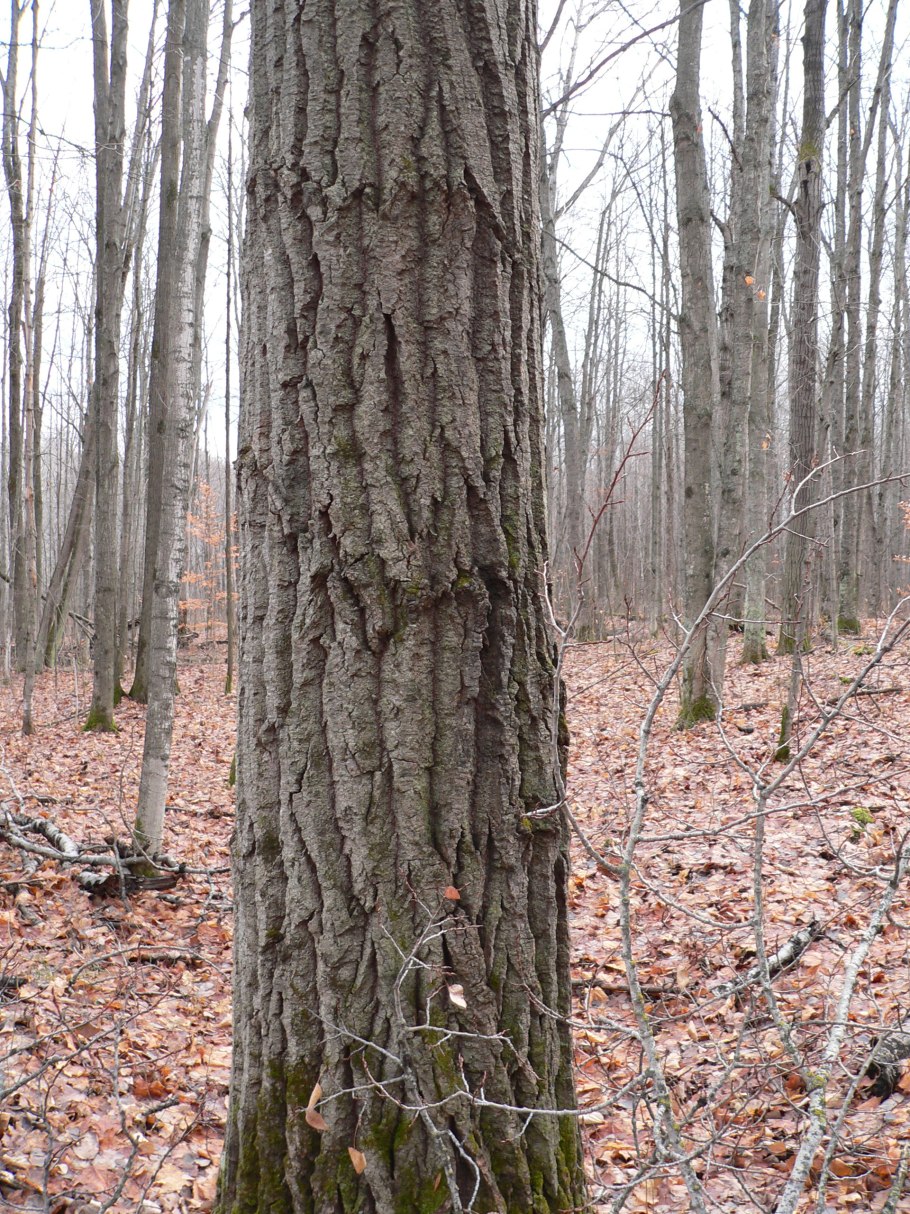 Ольха бородавчатая ствол