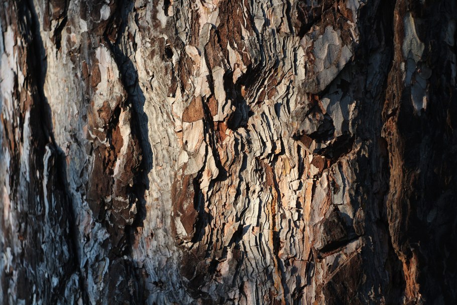 Все зимний вид дерева. Ольхи