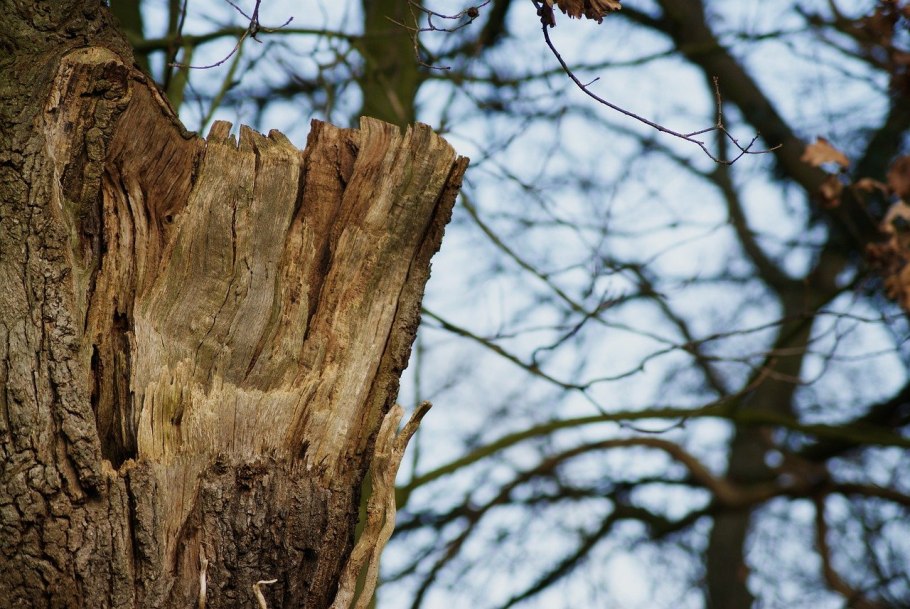Ольха сердцевидная