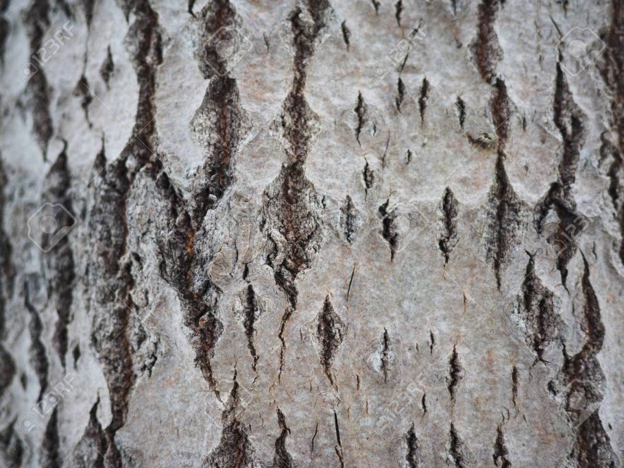 Клён ясенелистный древесина