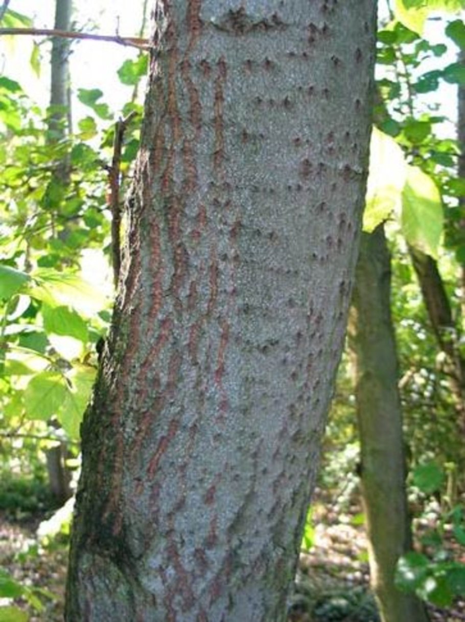 Кора тополя