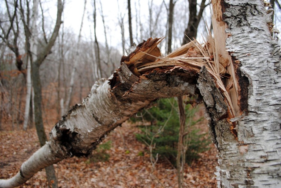 Ольха Максимовича