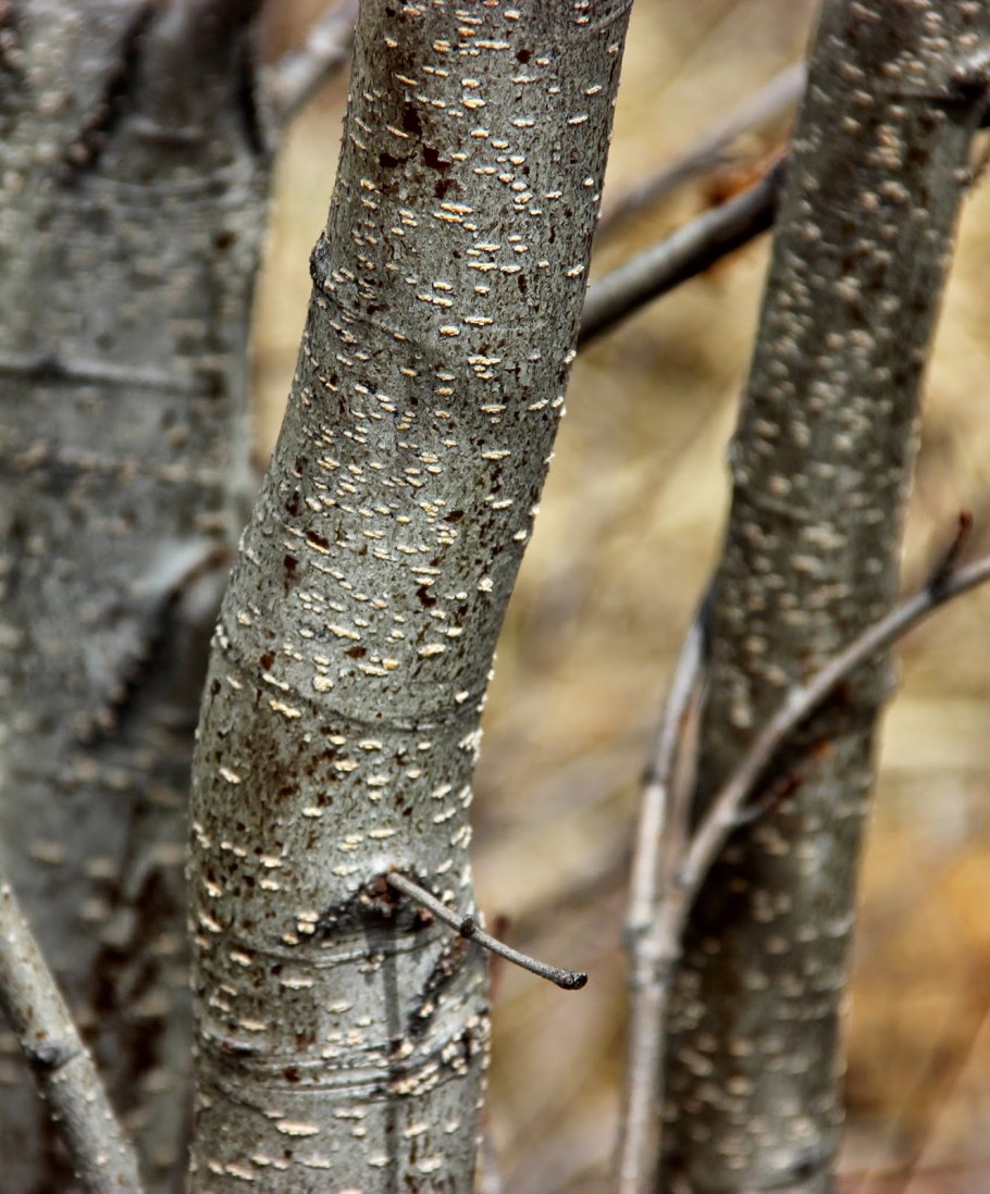 Ольха дерево кора