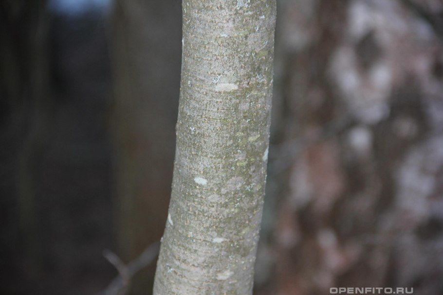 Ольха серая кора