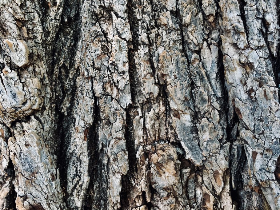 Тополь сереющий кора