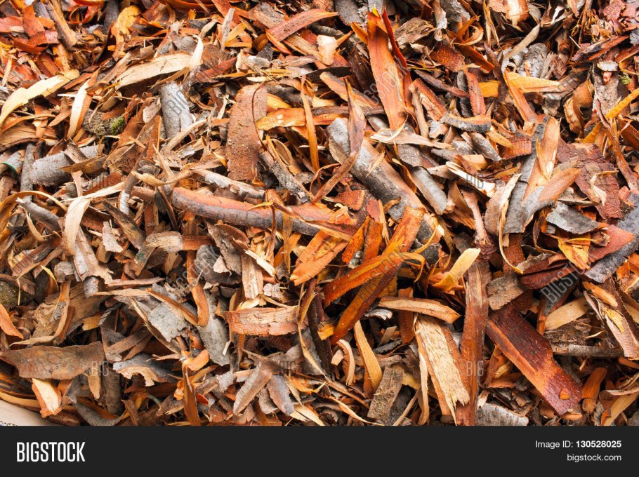 Дерево осина и береза