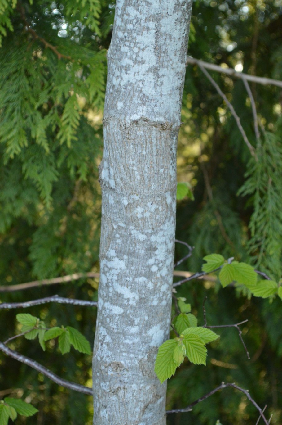 Кора ольхи и осины
