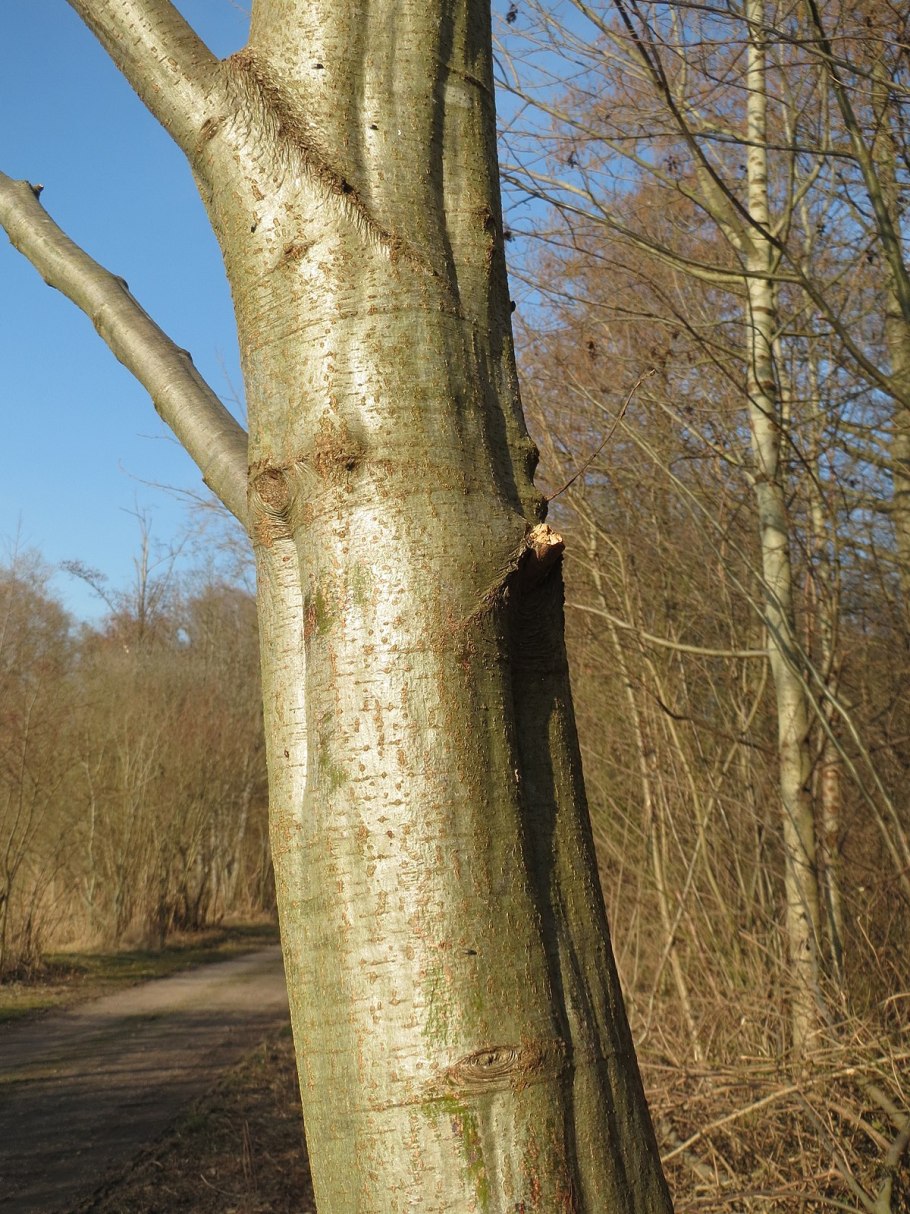 Ольха дерево кора