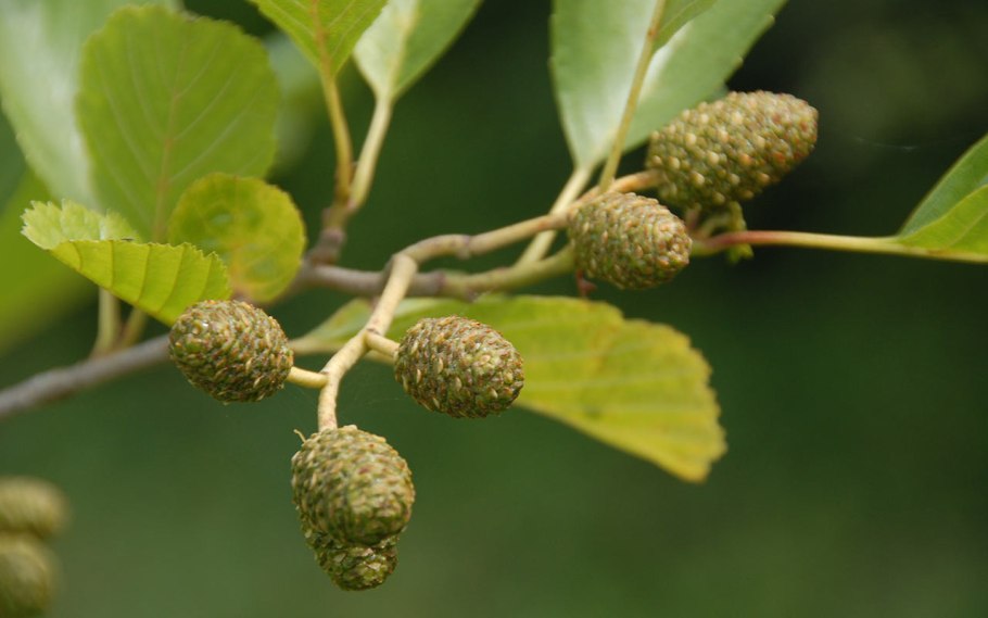 Одревеснелые шарики на коре