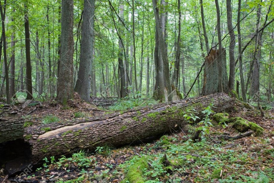 Текстура дерева