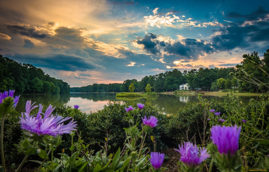 Озеро с цветами
