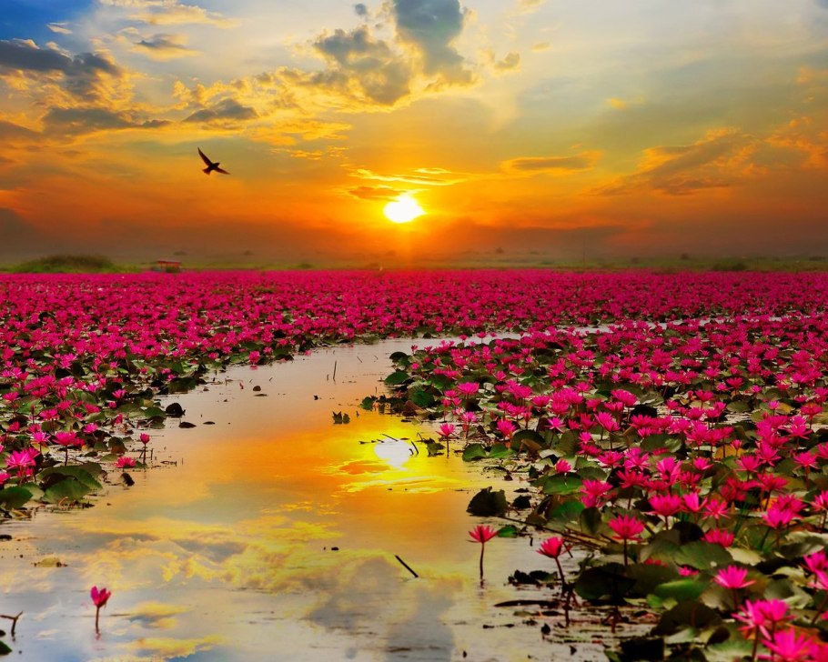 Фотографии гор Китая с розовыми цветами алмазная мозаика