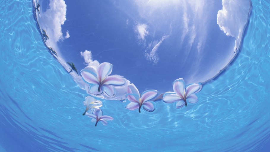 Голубой цветок на воде