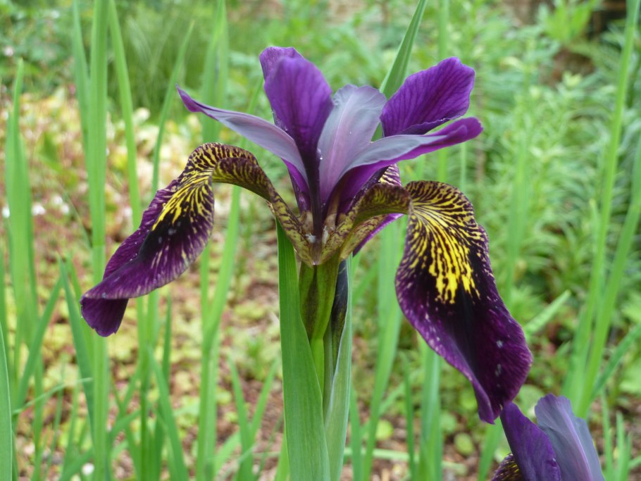 Ирис Сибирский Iris sibirica