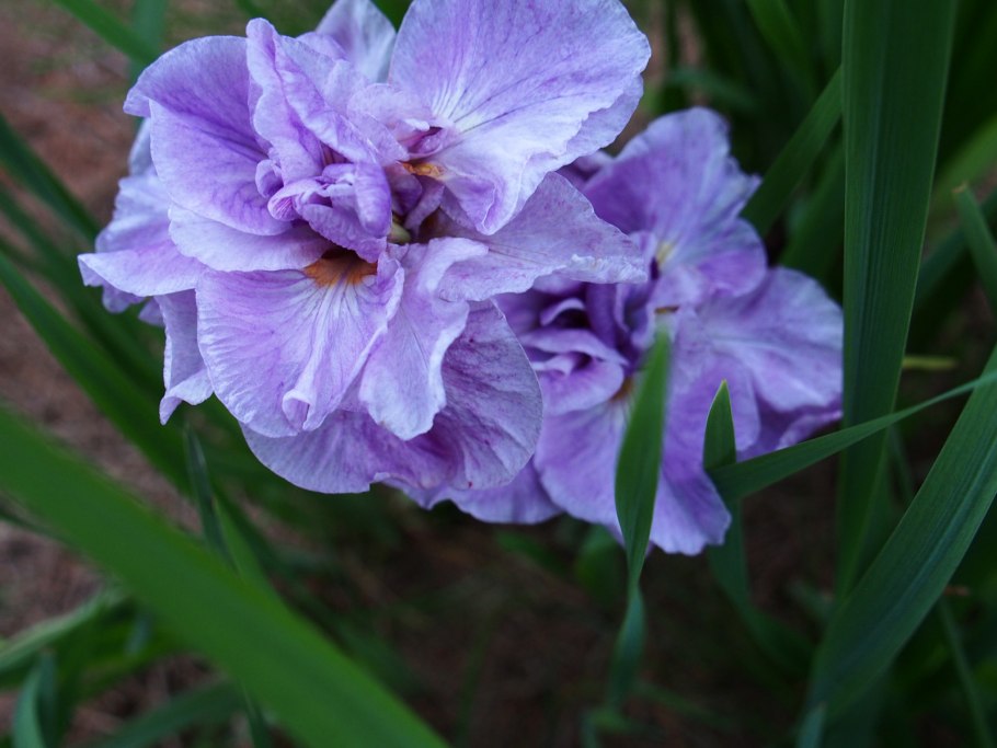 Ирис ночная гостья