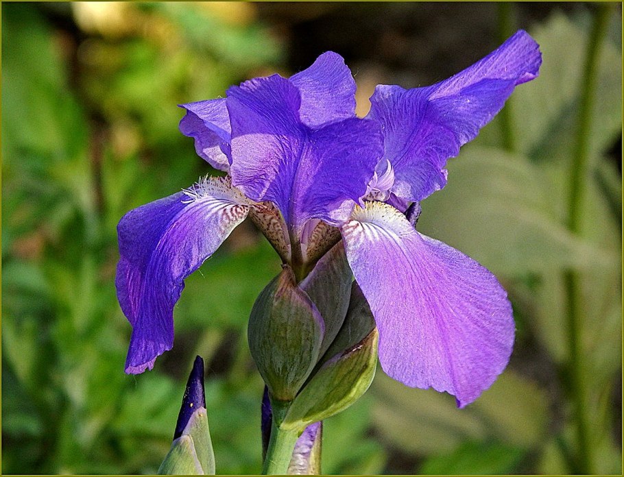 Ирис на даче