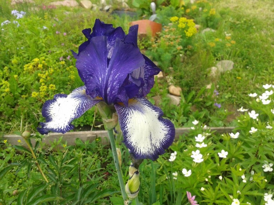 Ирис Сибирский паприкаш