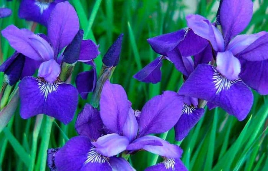 Ирисы фон