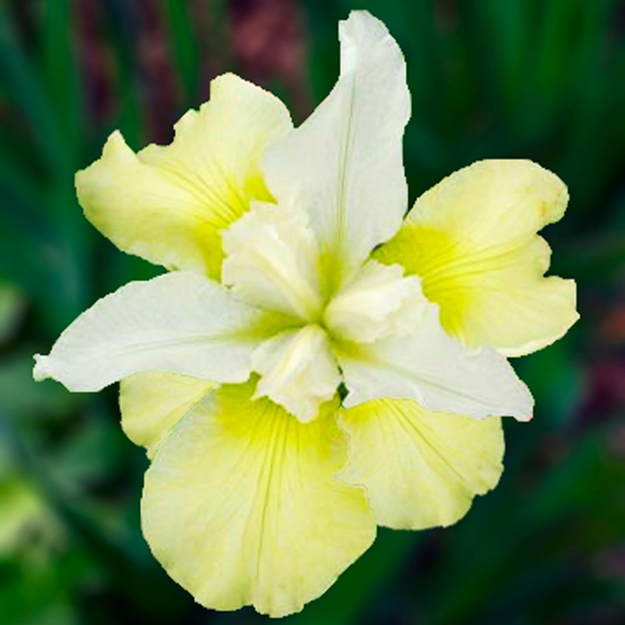 Ирис Chartreuse Bounty