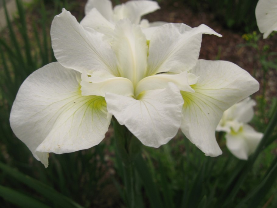 Ирис Сибирский в лесу