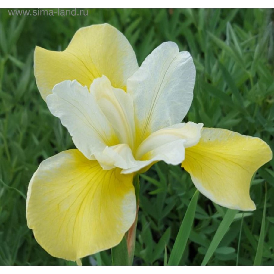 Ирис Chartreuse Bounty