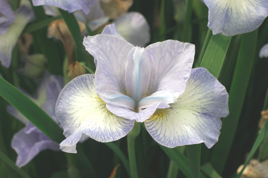 Ирис Суон ин Флайт