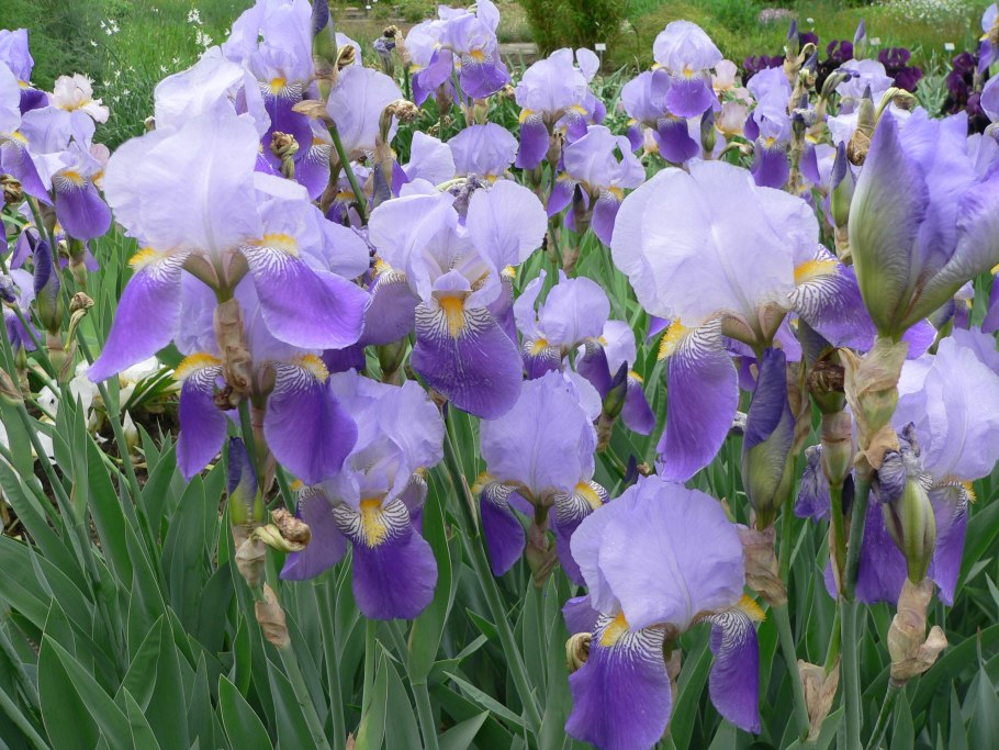 Ирис Сибирский Кейп код Бойз