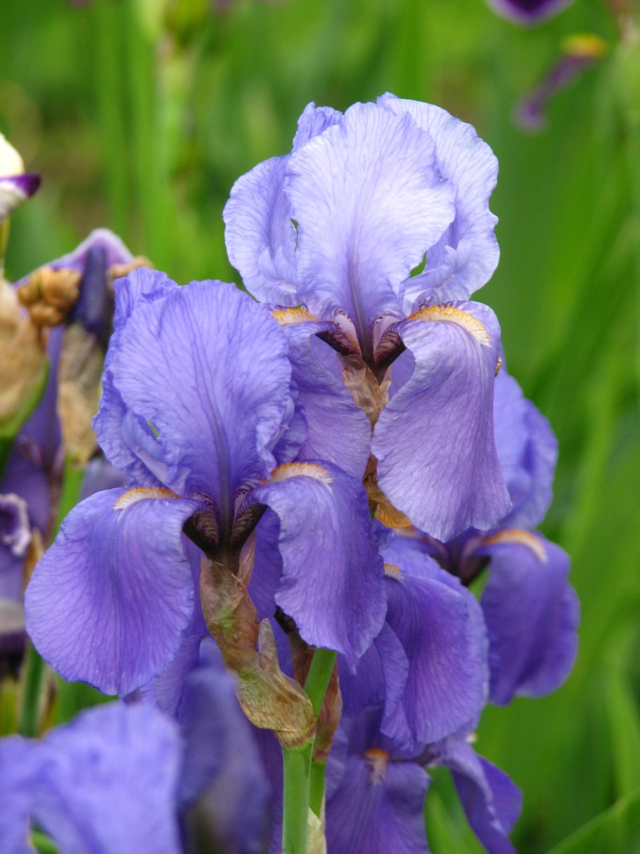 Ирис Сибирский Анкоркед