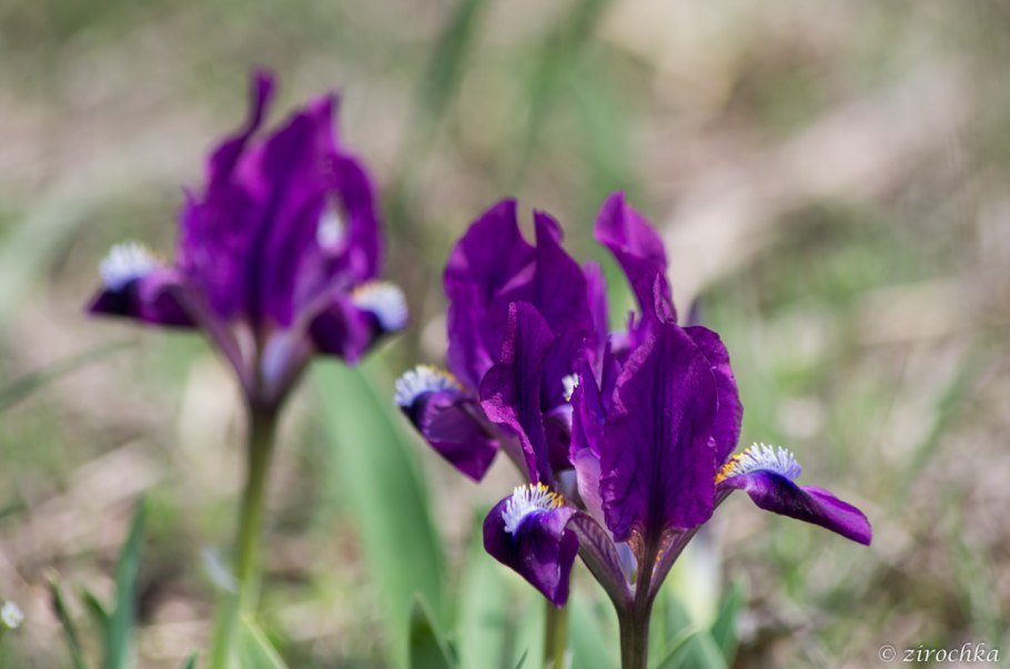 Ирис Сибирский ’Lavender Bounty’