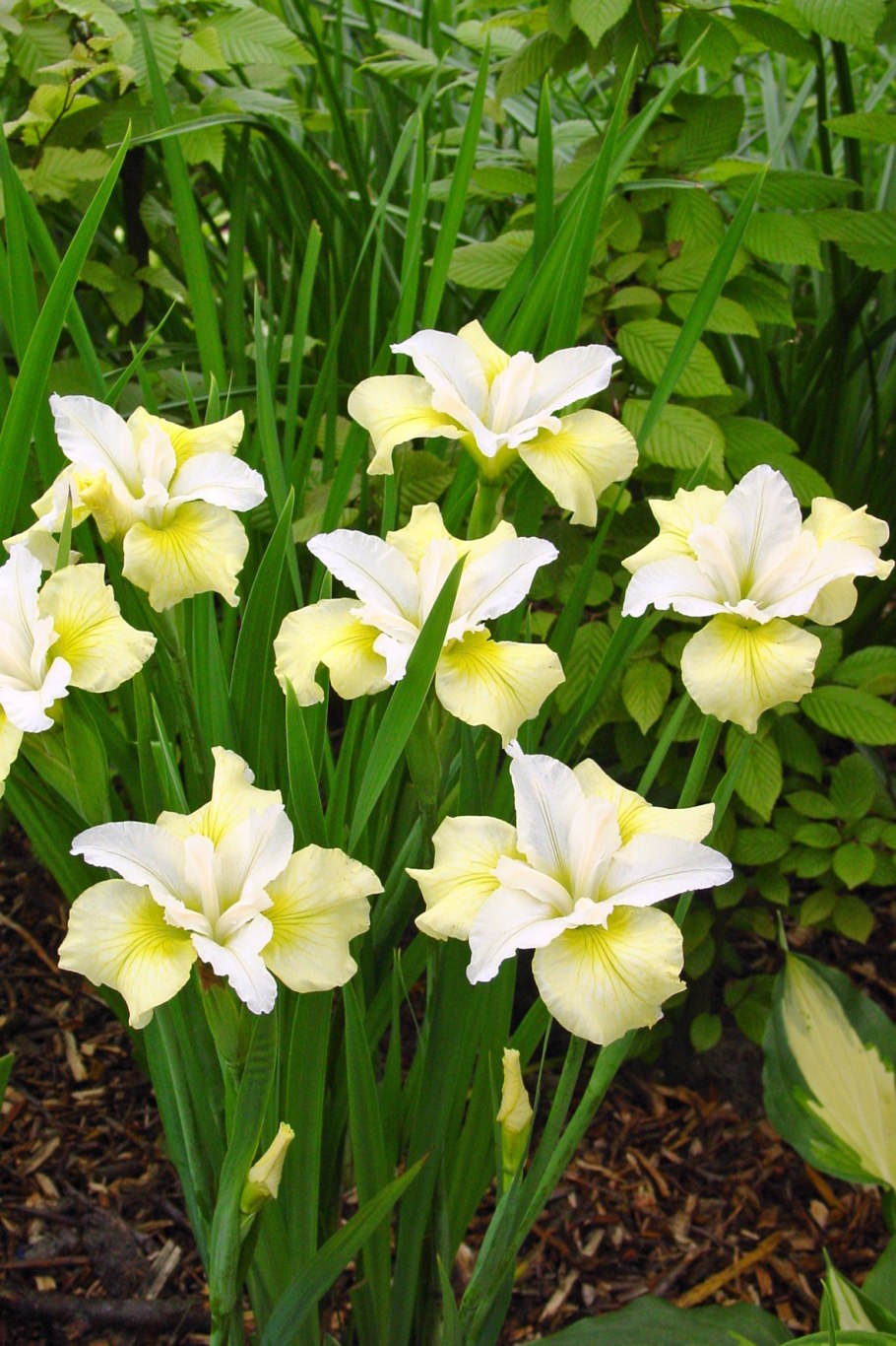 Ирис Сибирский вайн Вингс