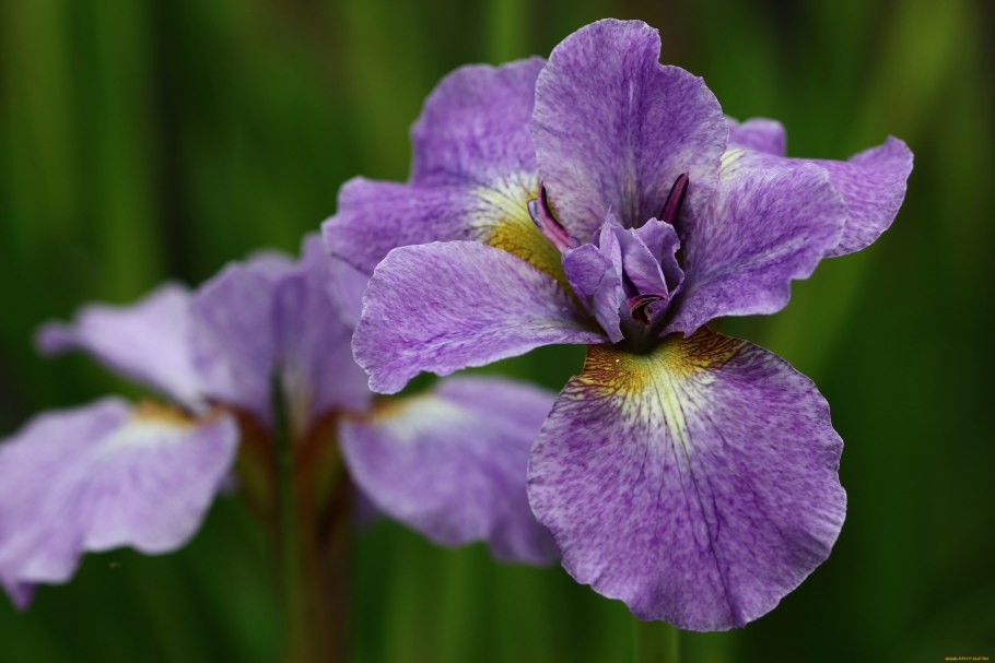 Ирисы в питомнике в Москве цены и фото недорого прозрачный