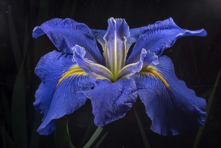 Ирис Сибирский кита-но-сейдза