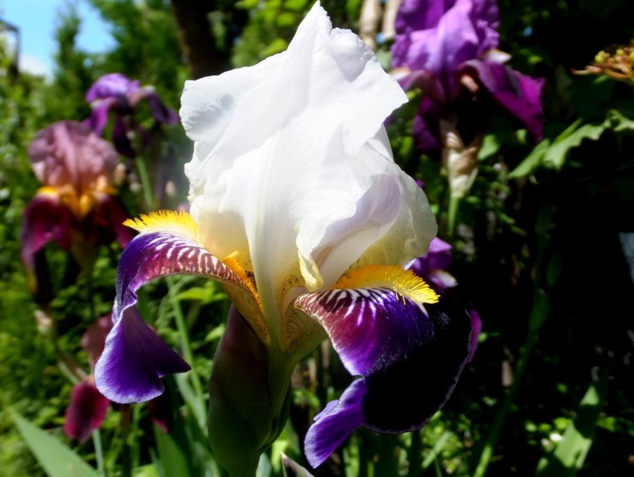 Ирис Сибирский Кейп код Бойз