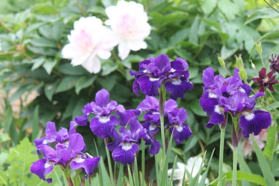 Ирис Сибирский (Iris sibirica &#96;Gull&#96;s Wing&#96;)