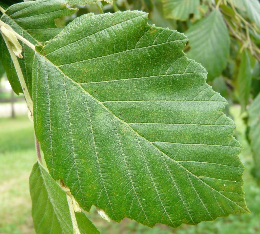 Alnus glutinosa (ольха европейская)