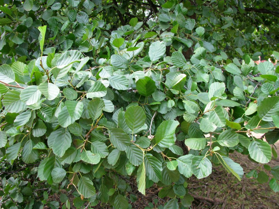 Alnus glutinosa (ольха европейская)