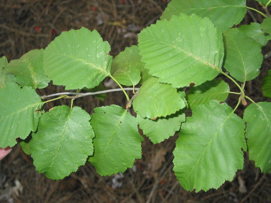 Ольха серая Alnus incana